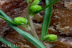 Hybanthus stellarioides